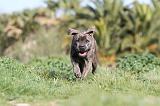 CANE CORSO 391